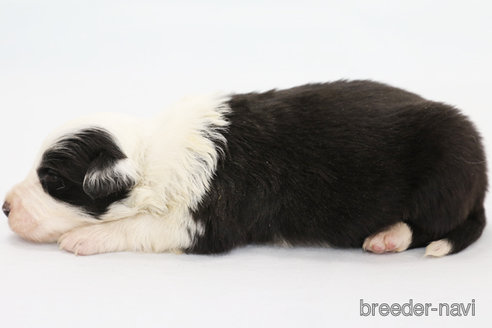 成約済の神奈川県のボーダーコリー-292342の10枚目